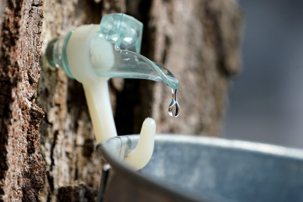 Surprising facts about maple syrup you probably don’t know 