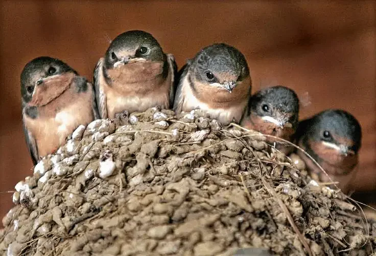 Take Me Outside: Nifty nests