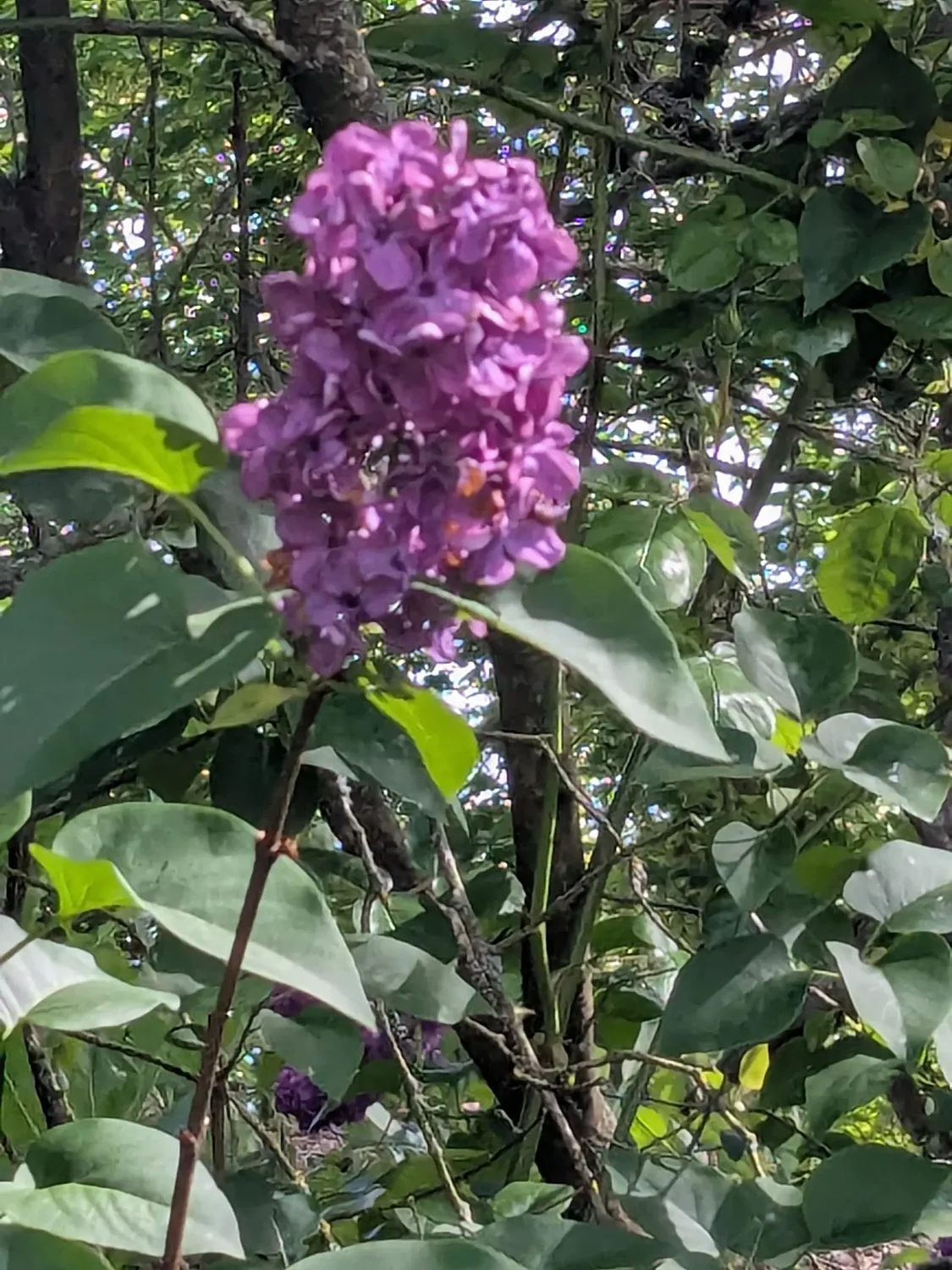 In Oregon, plants grow so well they need frequent pruning 