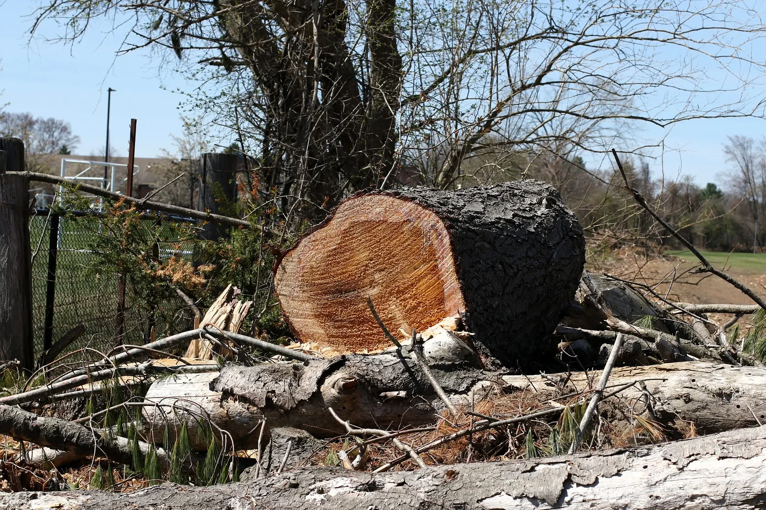 Cut of more than 200 mature trees at Concord's Memorial Field surprised and angered some neighbors