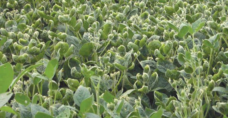 Dicamba: Concerns about cancer and crop damage