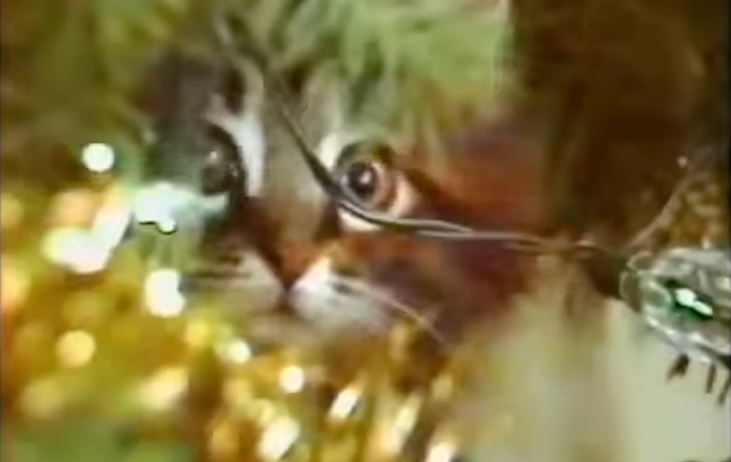 The Bangor Savings Bank Christmas kittens: the greatest holiday commercial ever made