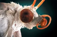 Airborne DNA Can Reveal Earth’s Biodiversity