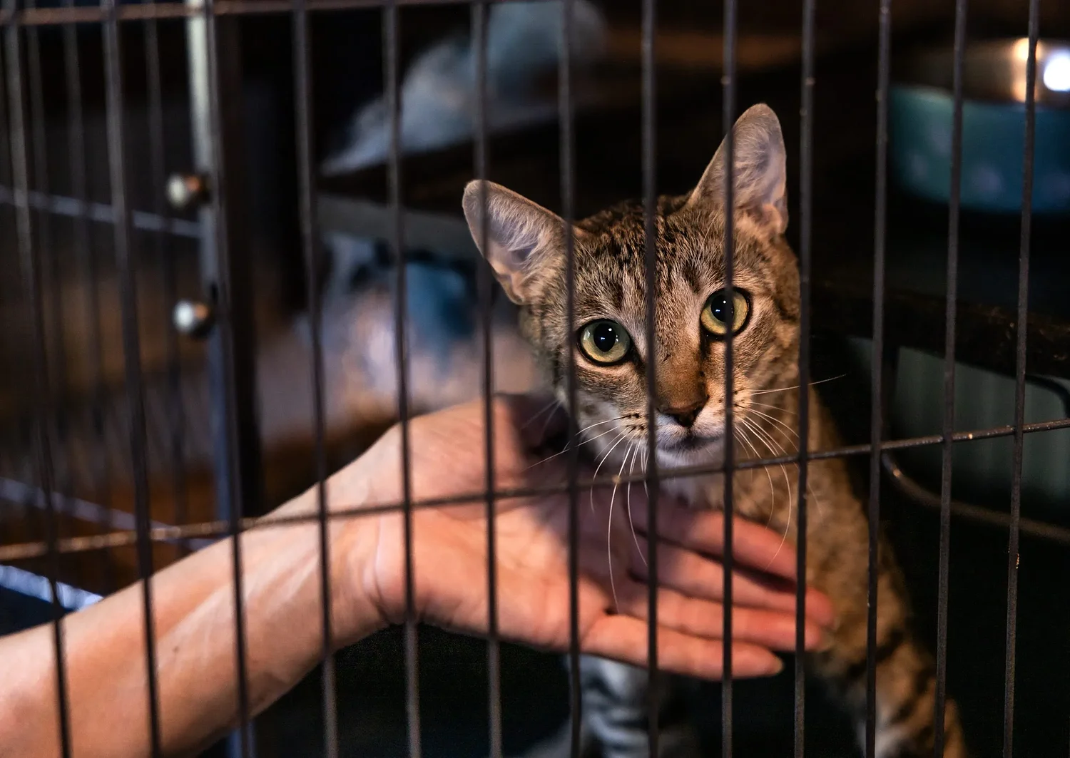 ‘What’s best for the animal’: State claws back foster care, shelters warn of danger to mothers and newborns