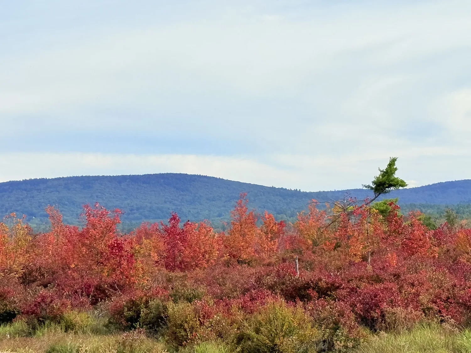 Route 124 in Sharon transforms with autumn’s vibrant hues