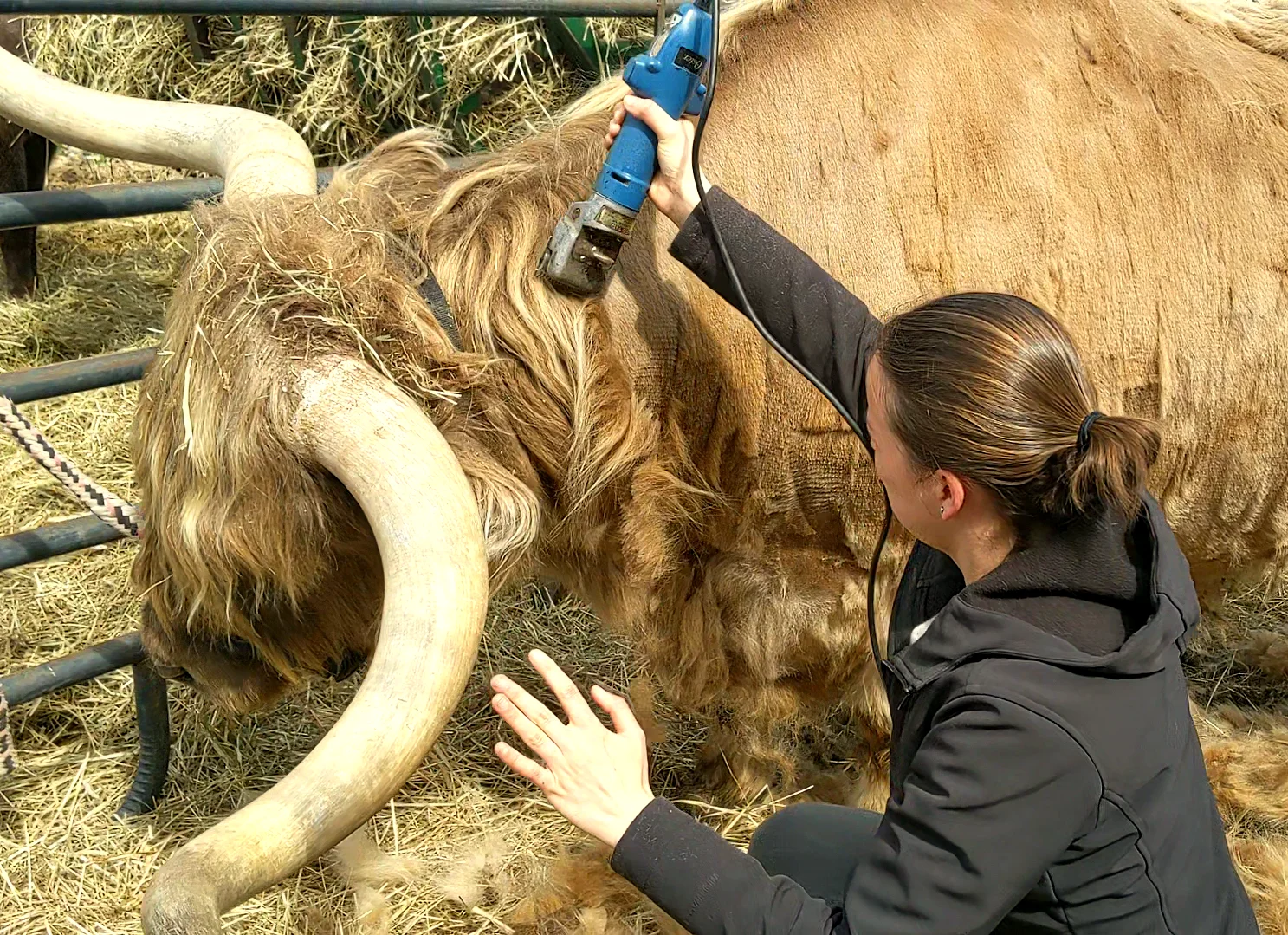From the Farm: Spa time for my cattle