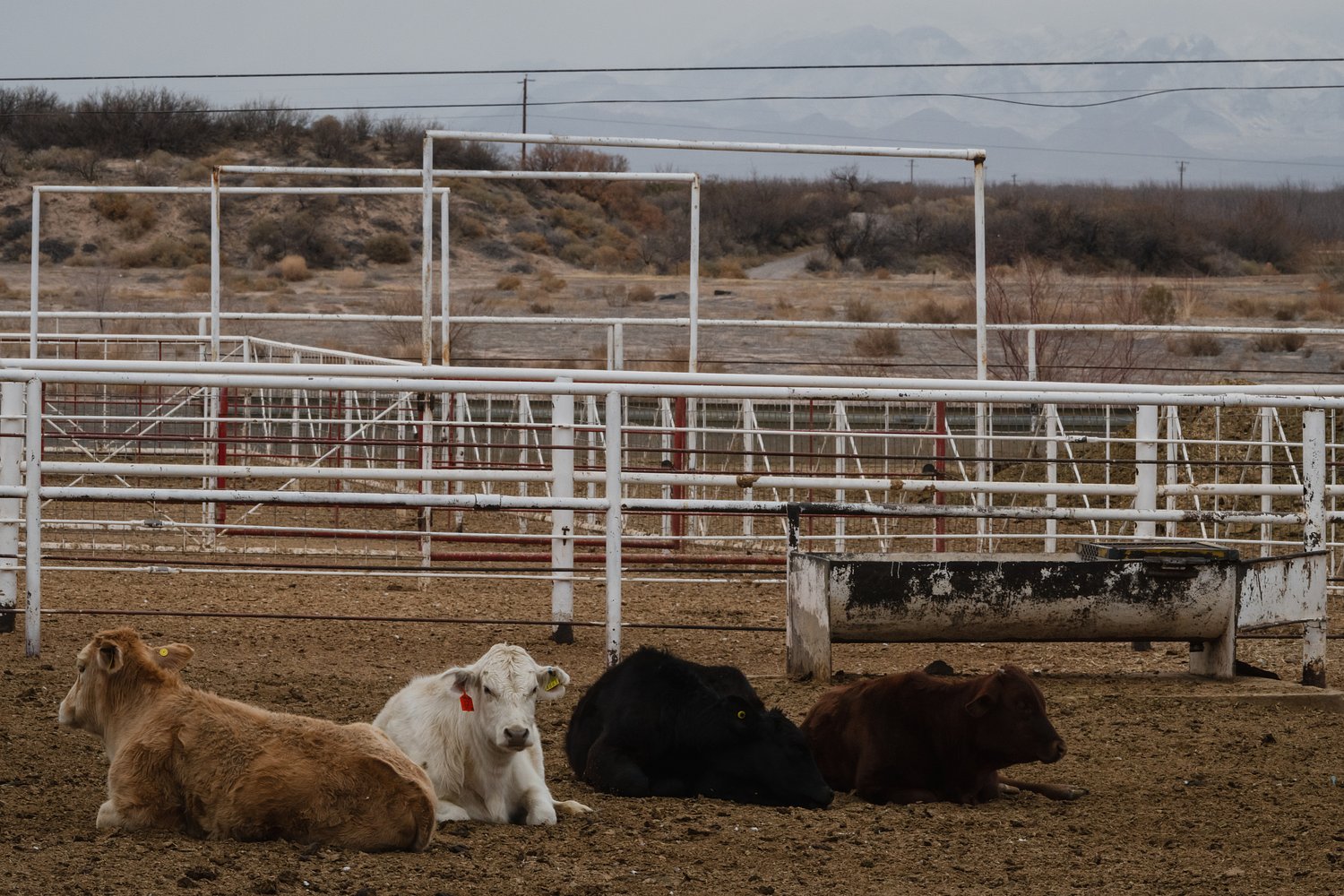 Texas’ plan to stop a parasitic fly from destroying its cattle population is far from complete