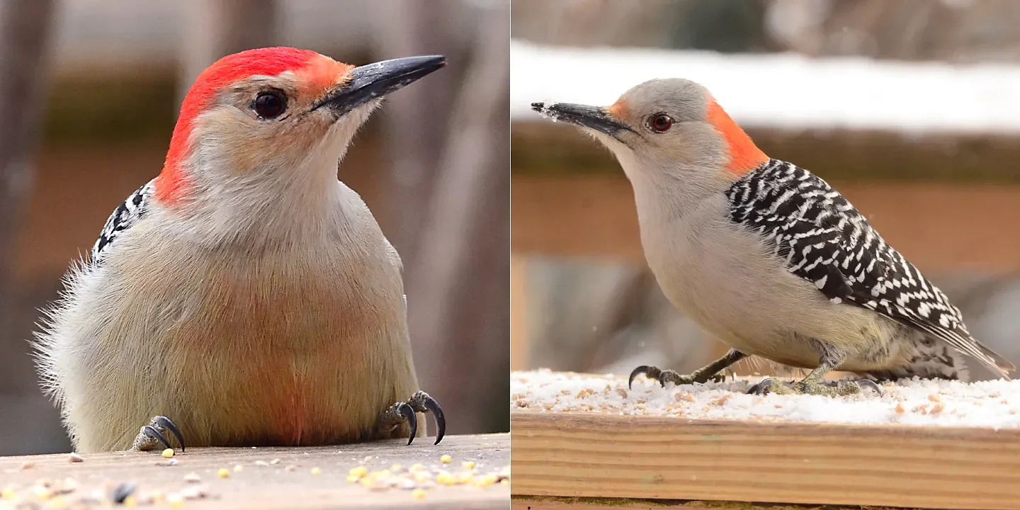 Speaking of Nature: Love is in the air: Red-bellied woodpeckers and the science of spring