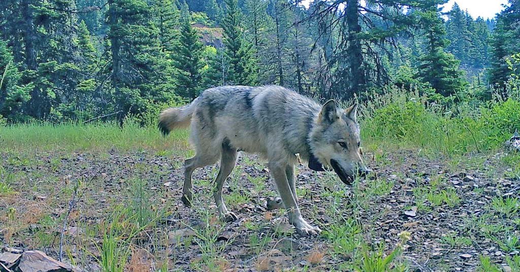 UPDATE: Southwest Wash. no longer has a wolf pack
