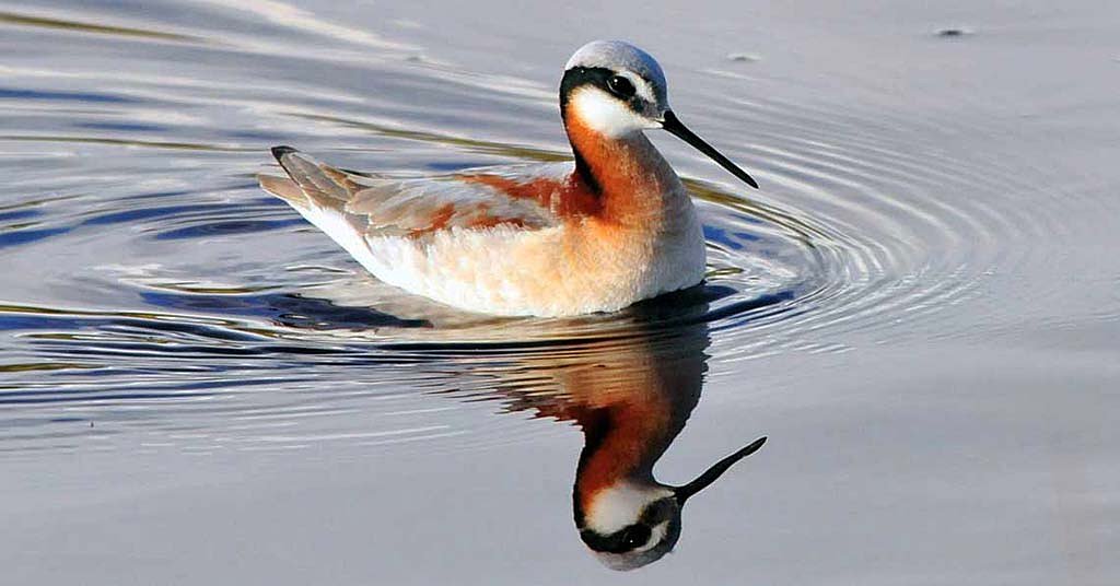 Could granting water rights to birds be the best way to save them?