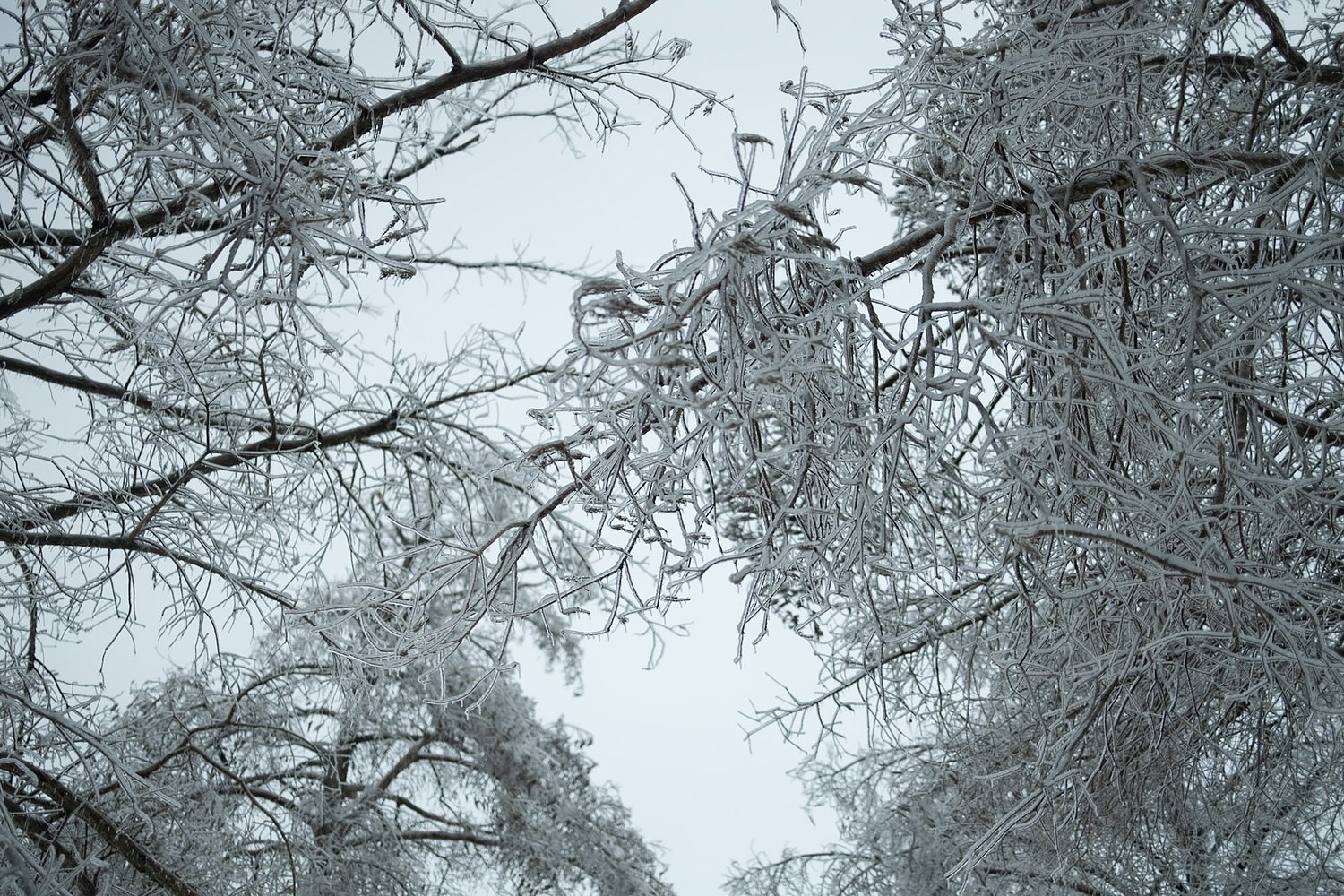 Images capture stillness of the frozen Mississippi Delta