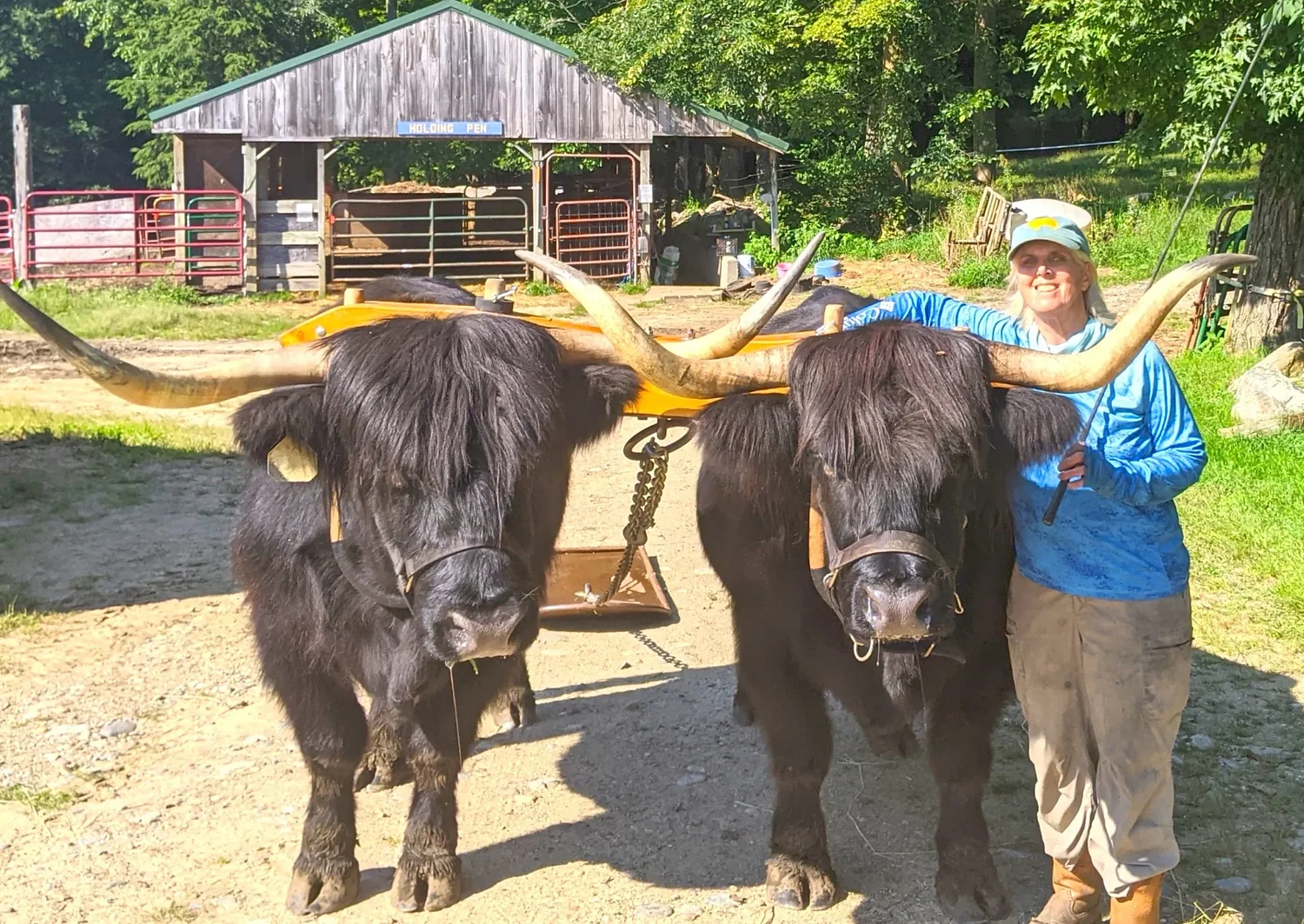 From the Farm: Is it possible to fall in love with a steer?