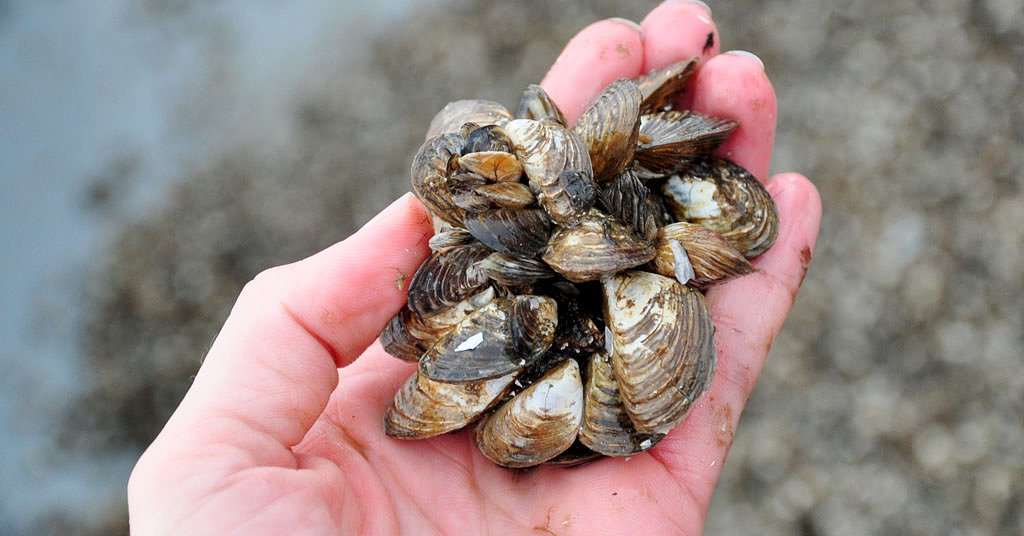 Quagga mussels discovered near Ashland