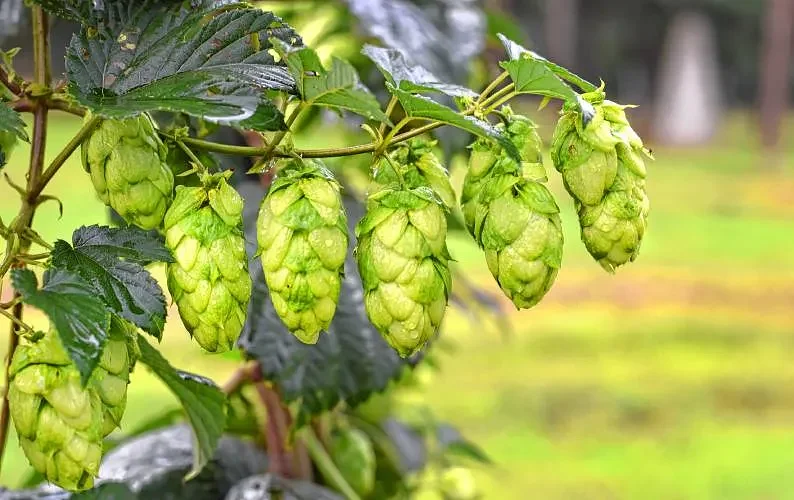Hop Harvest Fest in Northfield highlights ‘the magic of hops season’