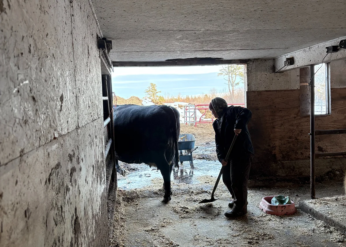‘Crazy’ increase in beef prices squeezes Maine farmers 