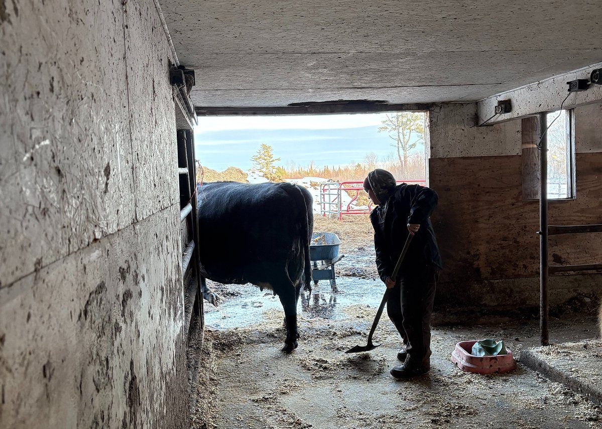 ‘Crazy’ increase in beef prices squeezes Maine farmers 