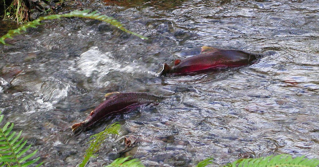 How car tires are decimating salmon populations