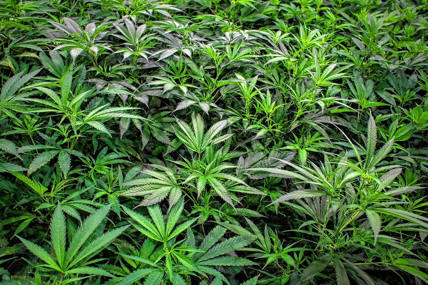 Ayotte vetoes bill to expand cultivation of medicinal marijuana