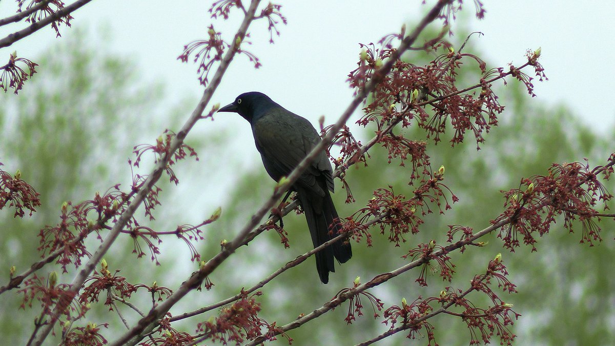 This bird ID mistake happens all the time