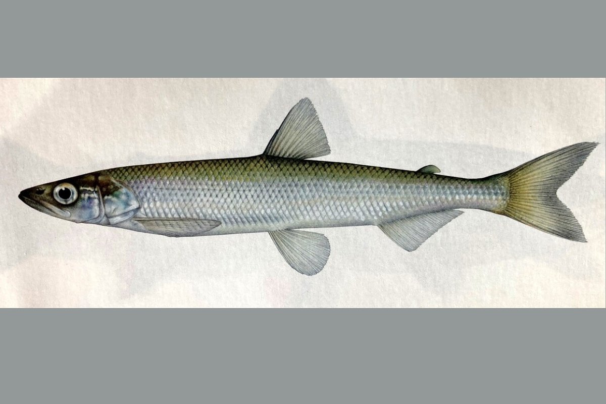 Maine smelts are running. Here’s where and when to find them.