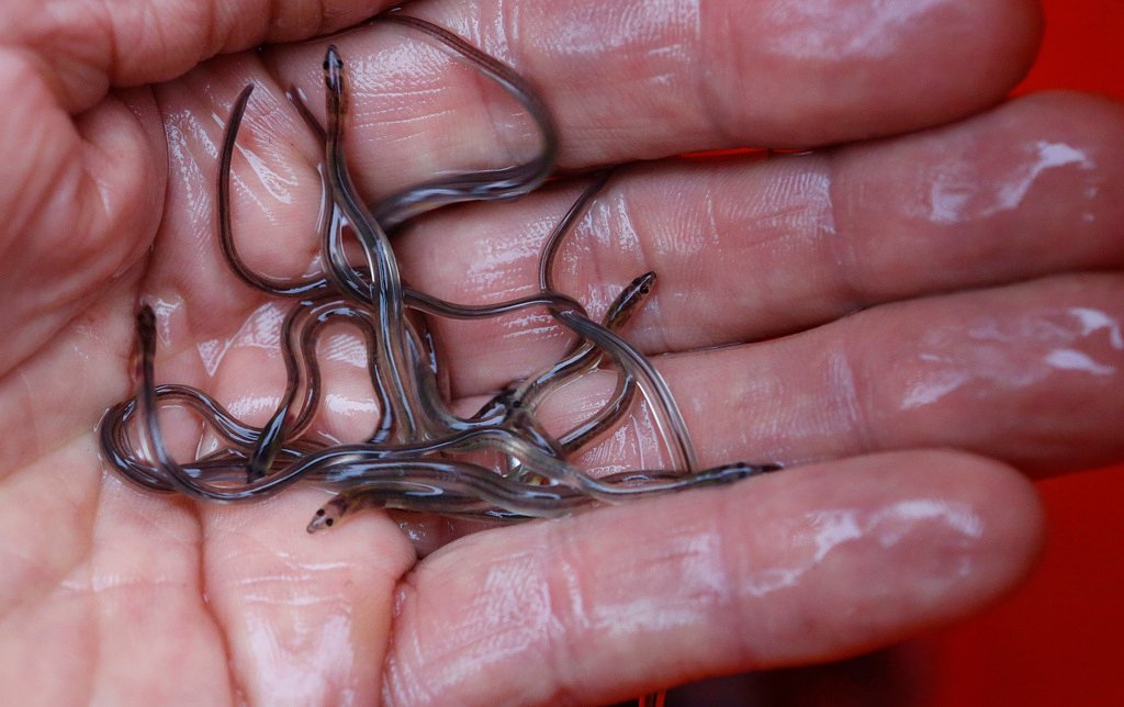 Eel populations are falling, and new protections opposed by Japan and US were defeated.
