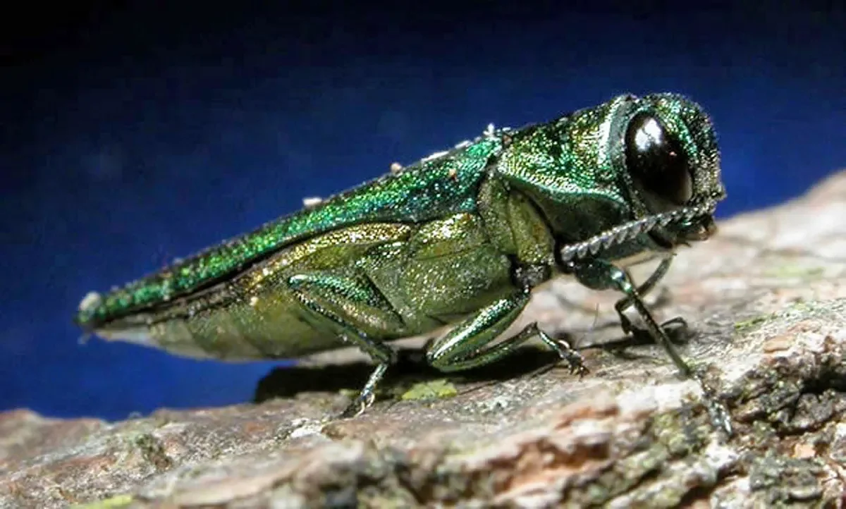 Invasive emerald ash borer spreading rapidly across Maine