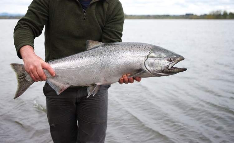 BPA abruptly pulls funding from Columbia River fisheries program