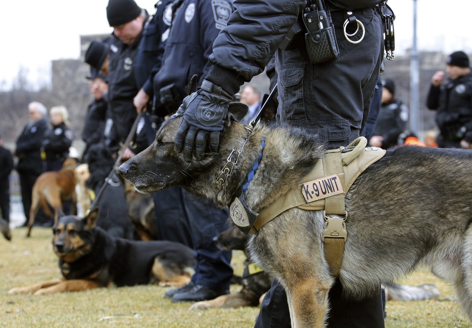 Brooklyn Heights police seek donations to launch first K-9 unit