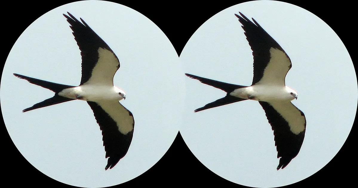 Swarovski’s new AI binoculars can identify 9,000 bird species