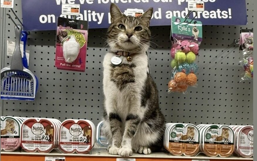 Firefighters rescue Maine hardware store cat after propane leak