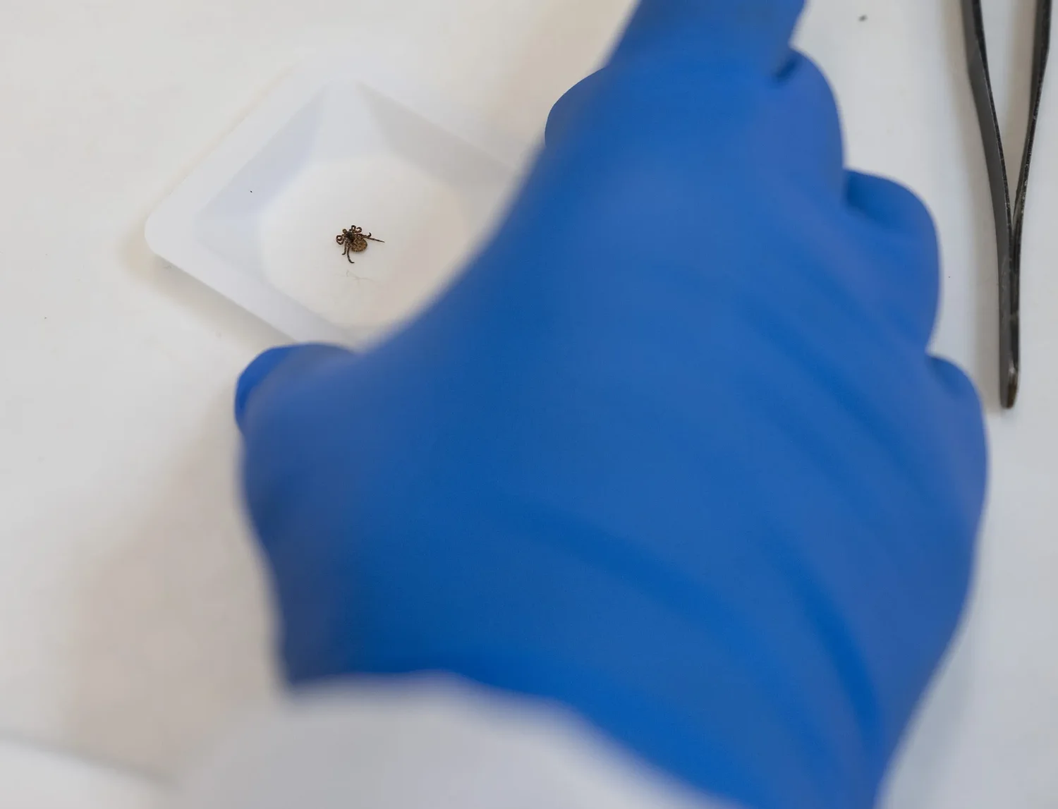 What tick tests can — and can’t — tell you