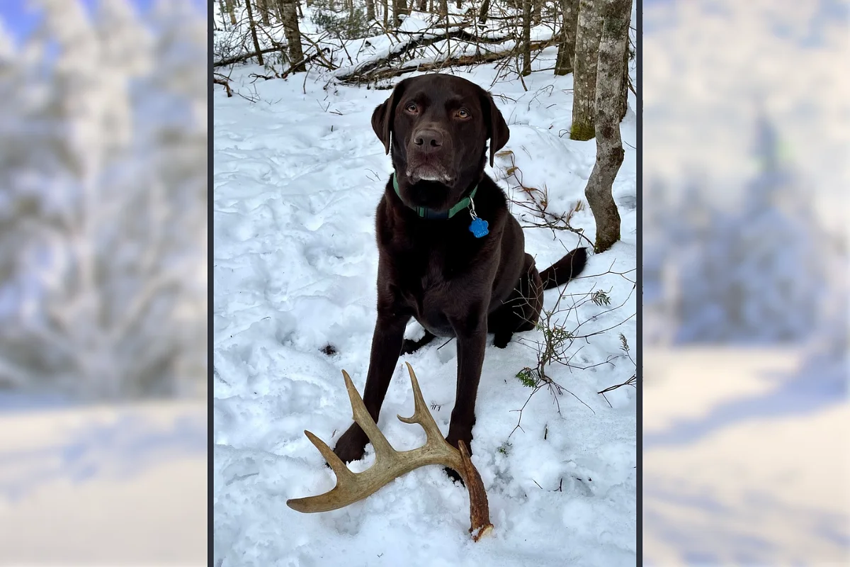 This is my wintertime hunting addiction