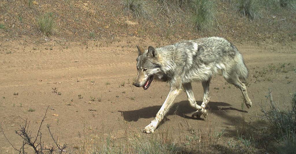 Illegal wolf killings continue in Oregon, the latest near Sisters