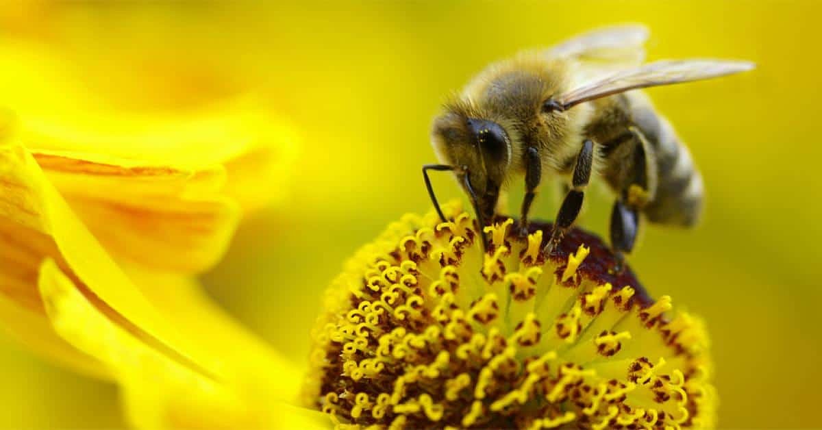 How the pesticide industry tried to stop a bill to protect bees in Maryland