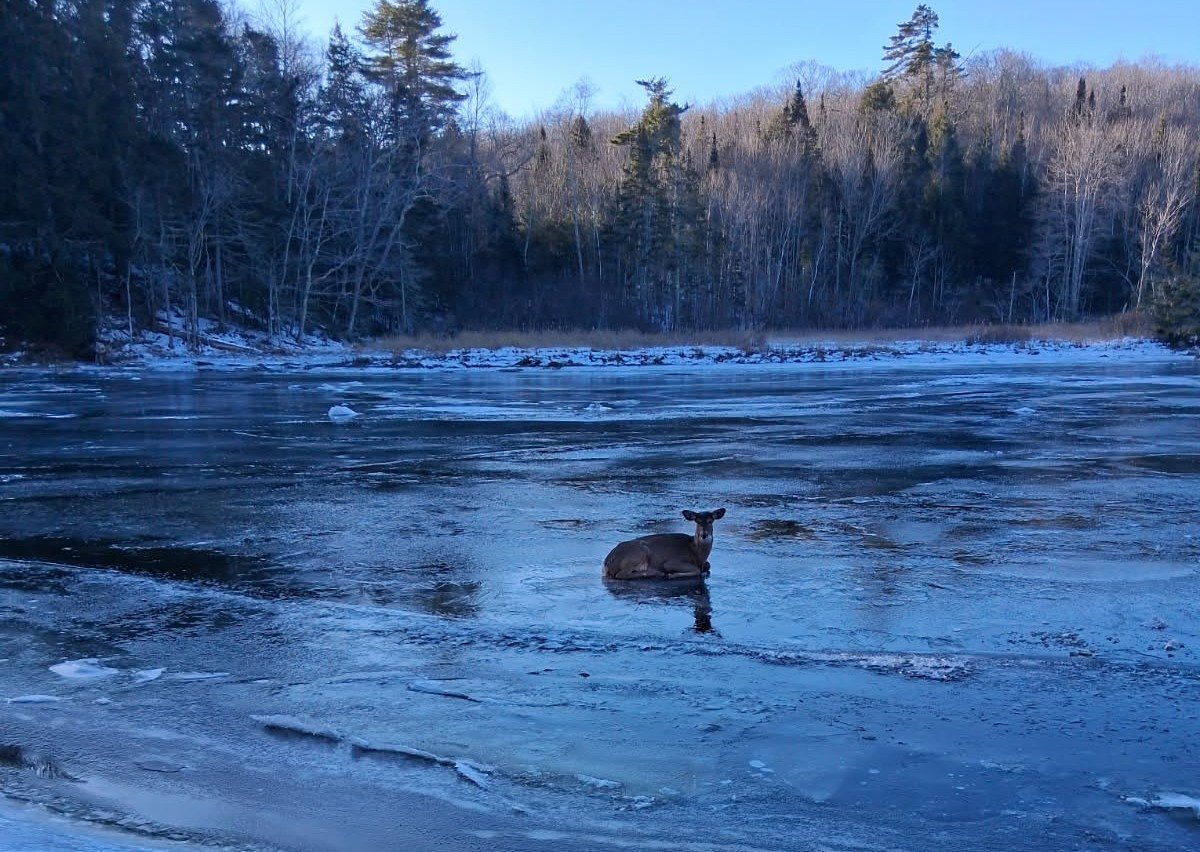 Hunter helps deer struggling on ice in Belfast