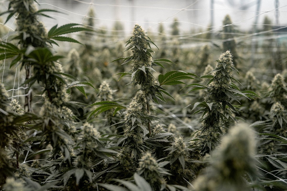 US reclassifies certain marijuana products as a less-dangerous drug