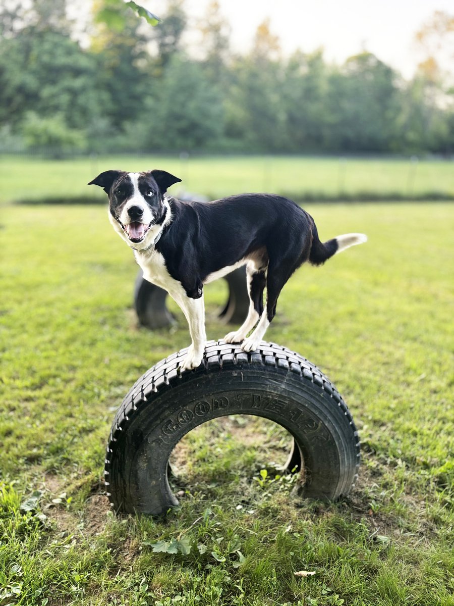Aroostook border collie stars in children’s book series