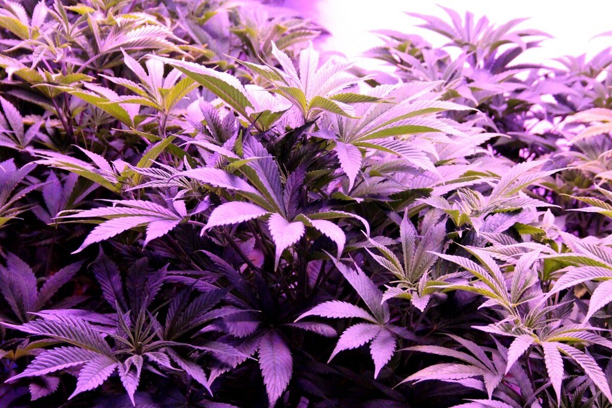 Bucksport marijuana grow house seeks after-the-fact local license