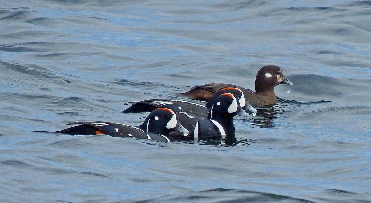 Hundreds of harlequin ducks and more spotted off the Maine coast