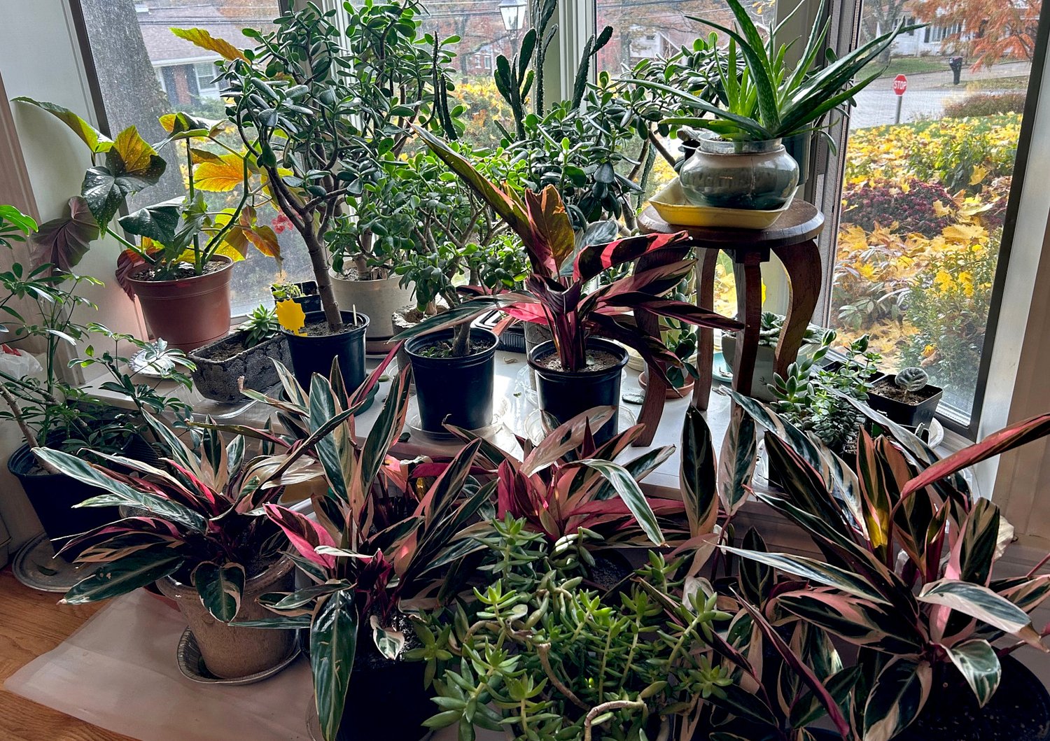 5 expert tips for keeping houseplants healthy in the summer