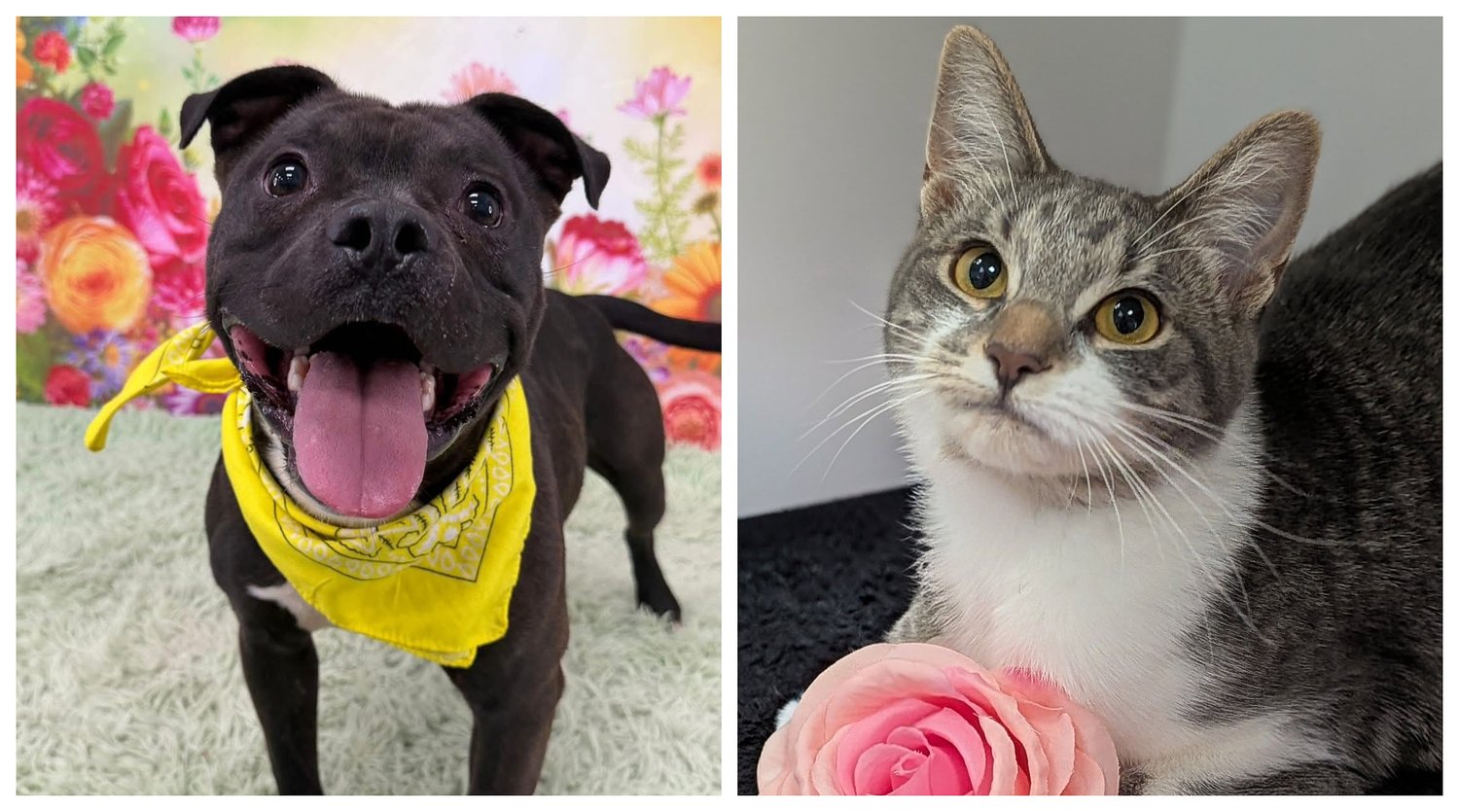 Pets of the week: Cyrus is a little wrecking ball of love. Paisley is an extraordinary girl.