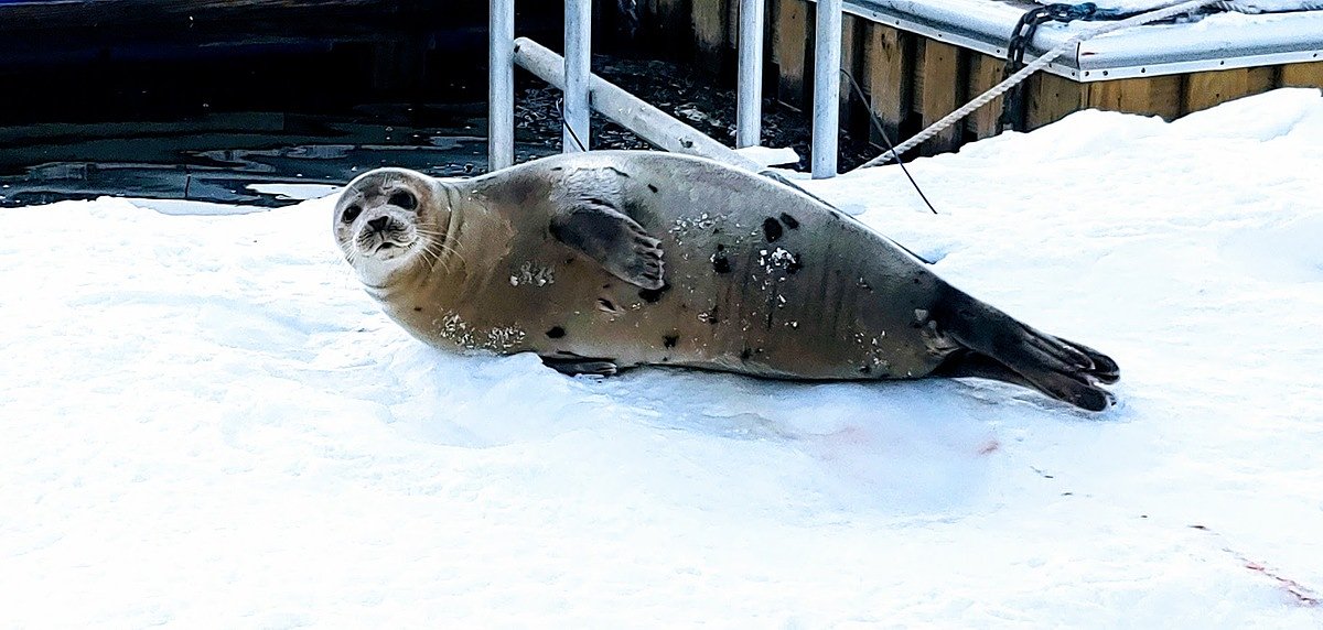 Arctic seals have returned to Belfast Harbor this winter