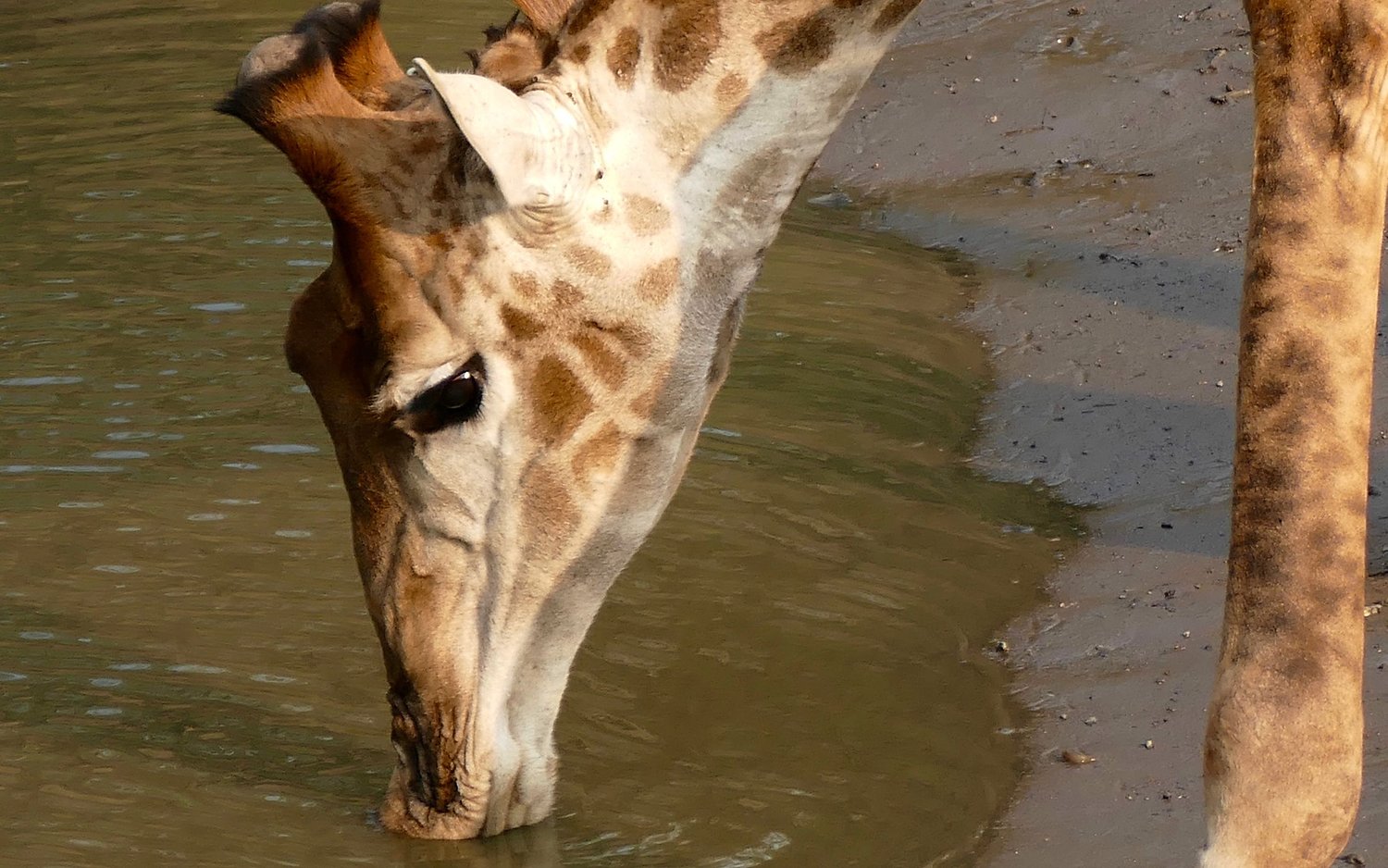 Gracie the giraffe is still on the loose, $5K reward offered for her return
