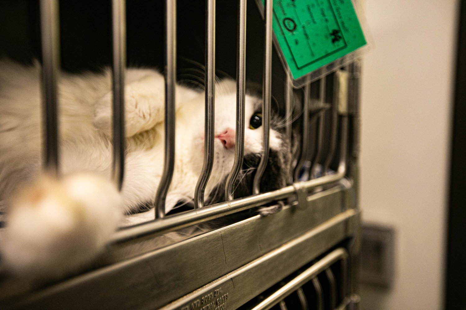 Funeral home praised for sponsoring 15 pet adoptions