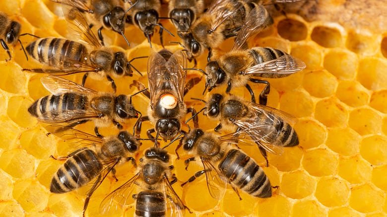 Why did the National Honey Board hire a PR firm that works for the pesticide industry?