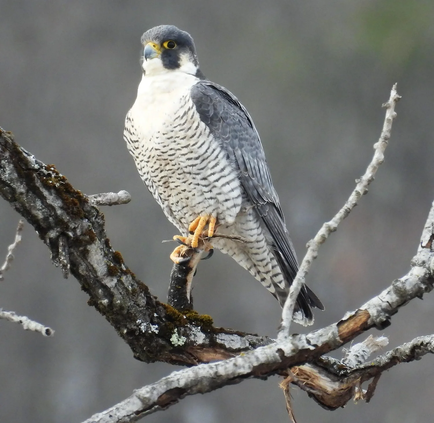 Nature Photo Contest