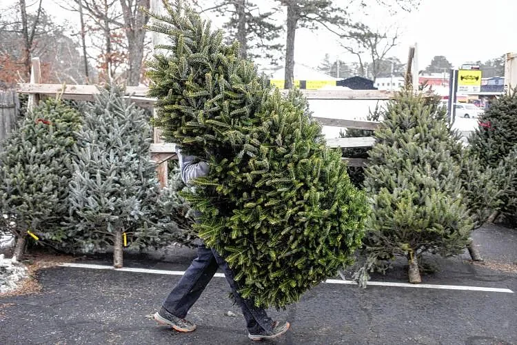 Will tariffs affect Christmas tree pricing? It depends