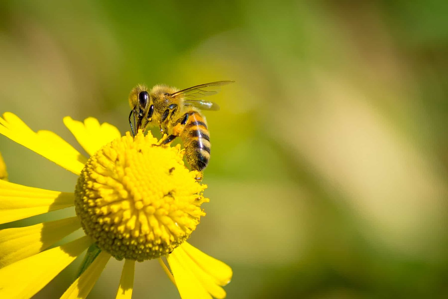 Bayer pressured researchers over neonic study results,  but researchers pushed back