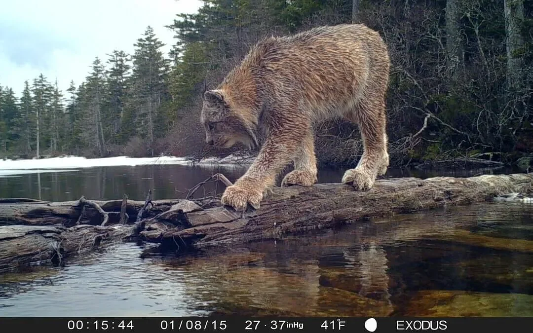 Watch these Canada lynx react to getting wet