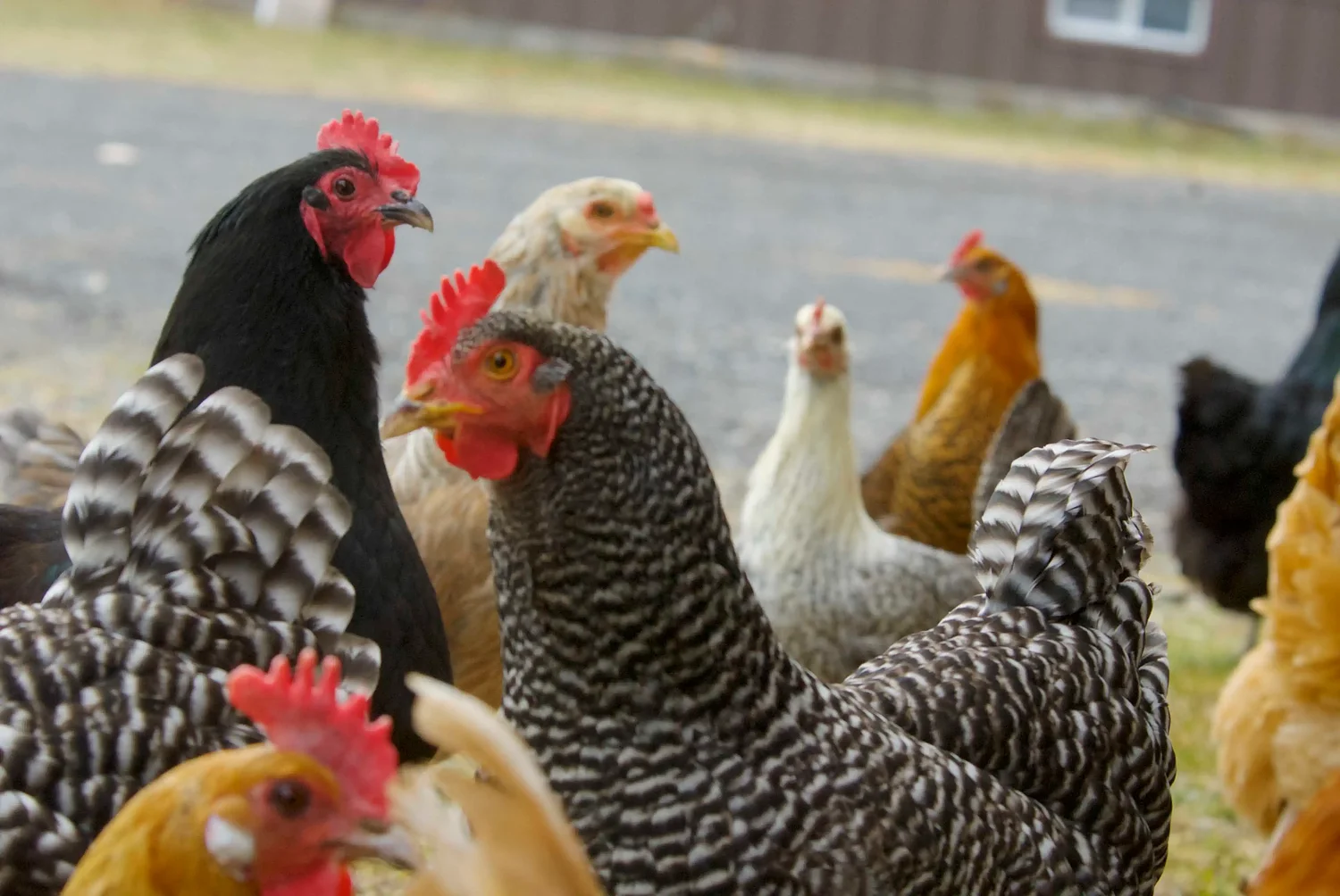 Why you shouldn't have indoor chickens